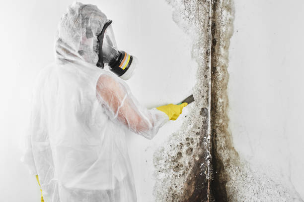 Best Affordable Mold Removal  in Fairfield University, CT