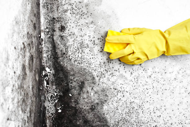 Best Professional Mold Removal  in Fairfield University, CT