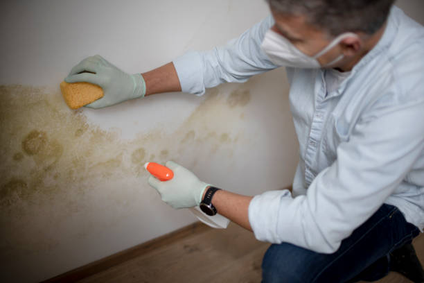 Best Emergency Mold Removal  in Fairfield University, CT