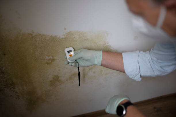 Best Professional Mold Removal  in Fairfield University, CT