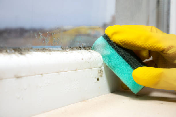 Best Fast Mold Removal  in Fairfield University, CT